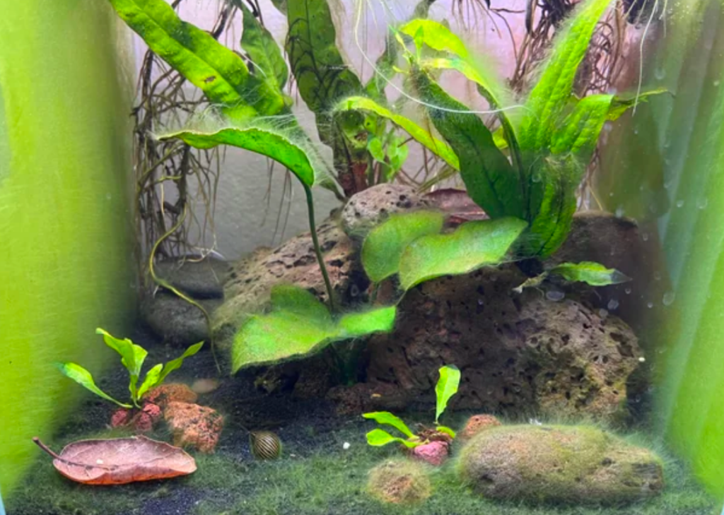 Aquarium with plenty of yummy algae growth