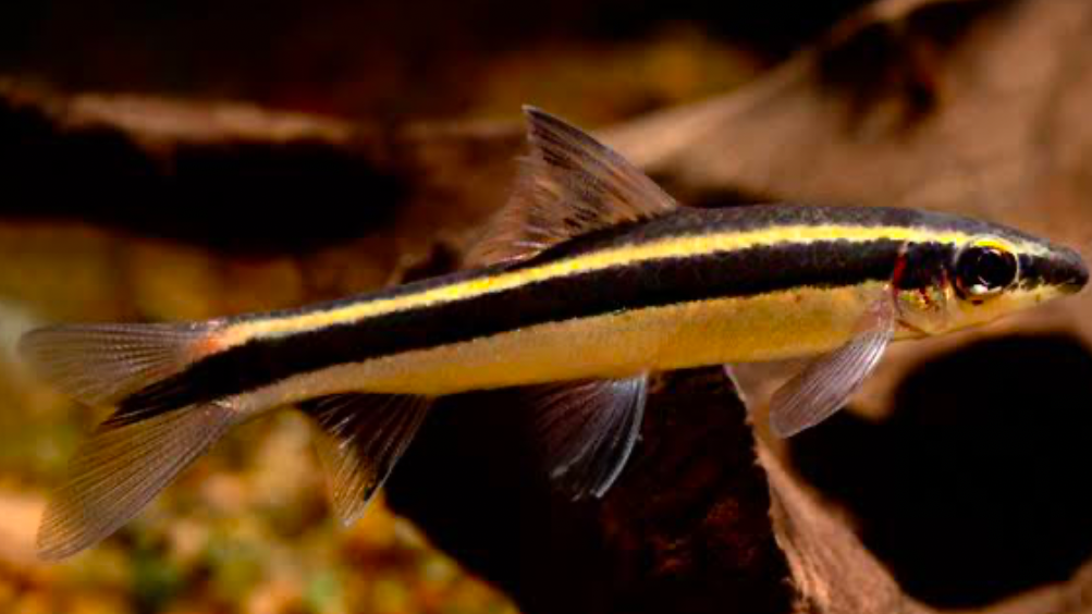 A Healthy and Happy True Flying Fox