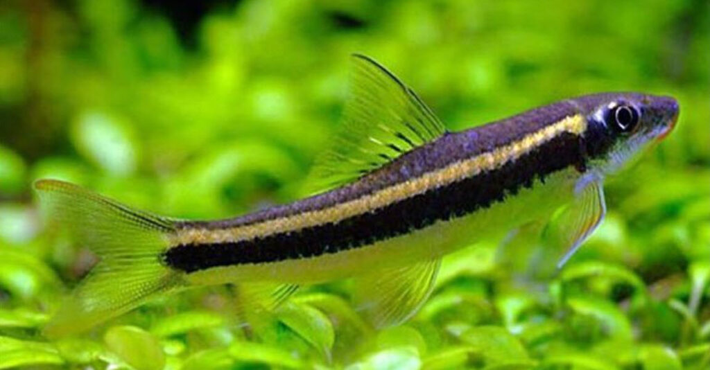 Visually inspect your True Flying Fox Fish frequently to catch health issues early