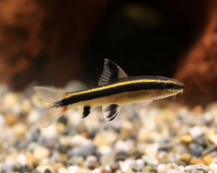 A True Flying Fox fish with displaying its vibrant colors