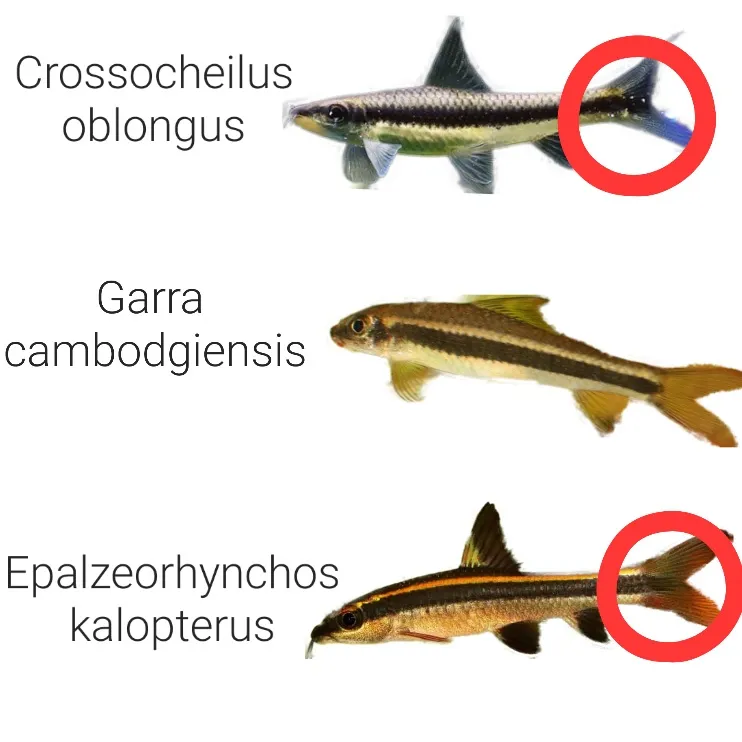 Top to Bottom: False Flying Fox, Chinese Algae Eater, and True Flying Fox fish - image source Namu Wiki