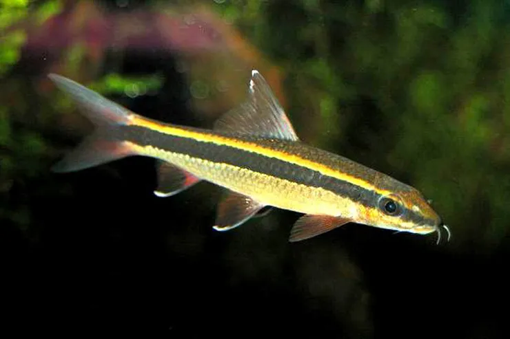 A single Flying Fox fish swimming in its aquascaped aquarium