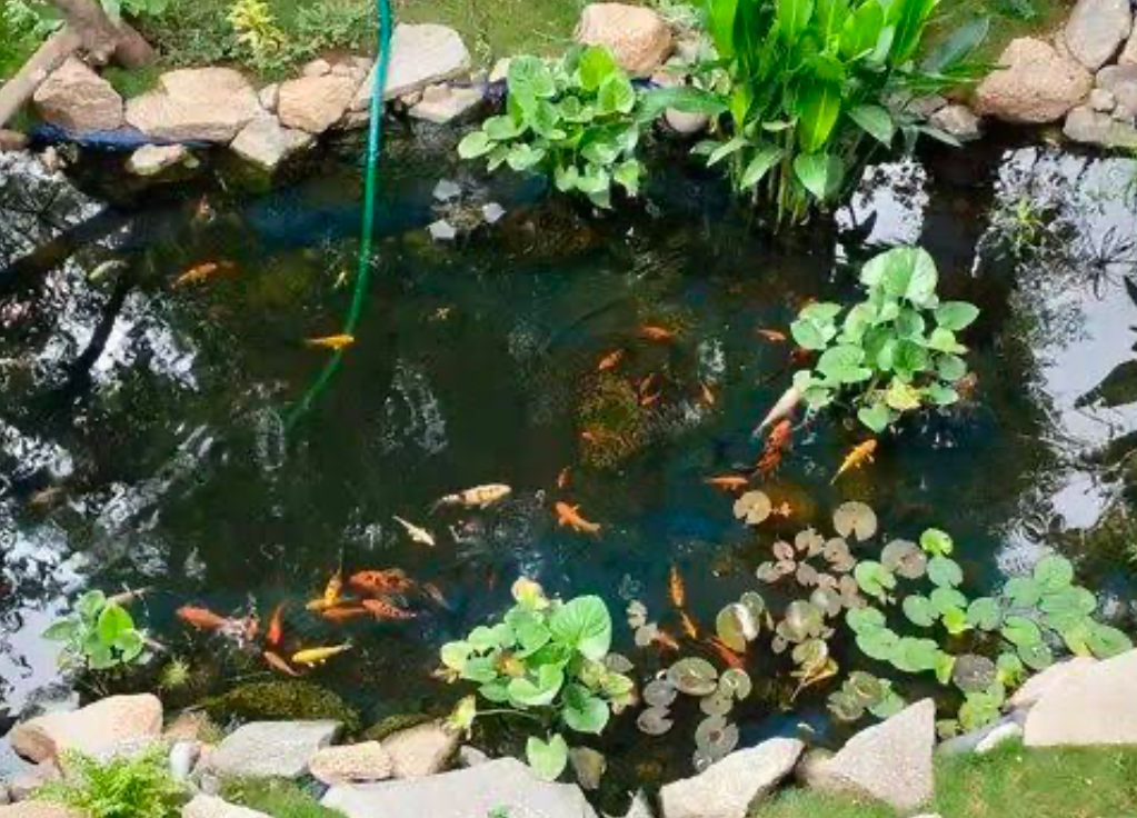 Outdoor ponds are better for large sized catfish like Iridescent Shark