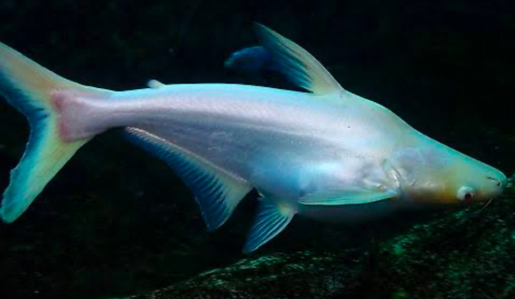 Iridescent Sharks reflect under LED lighting