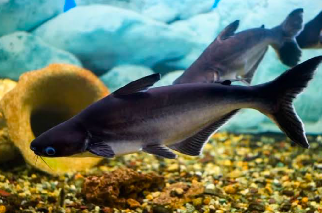 Two Iridescent Sharks swimming in an aquarium with smooth substrates and shells on the bottom