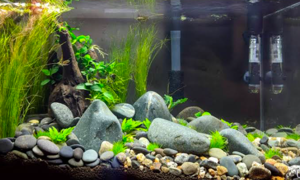 A heavily vegetated aquarium with smooth rocks