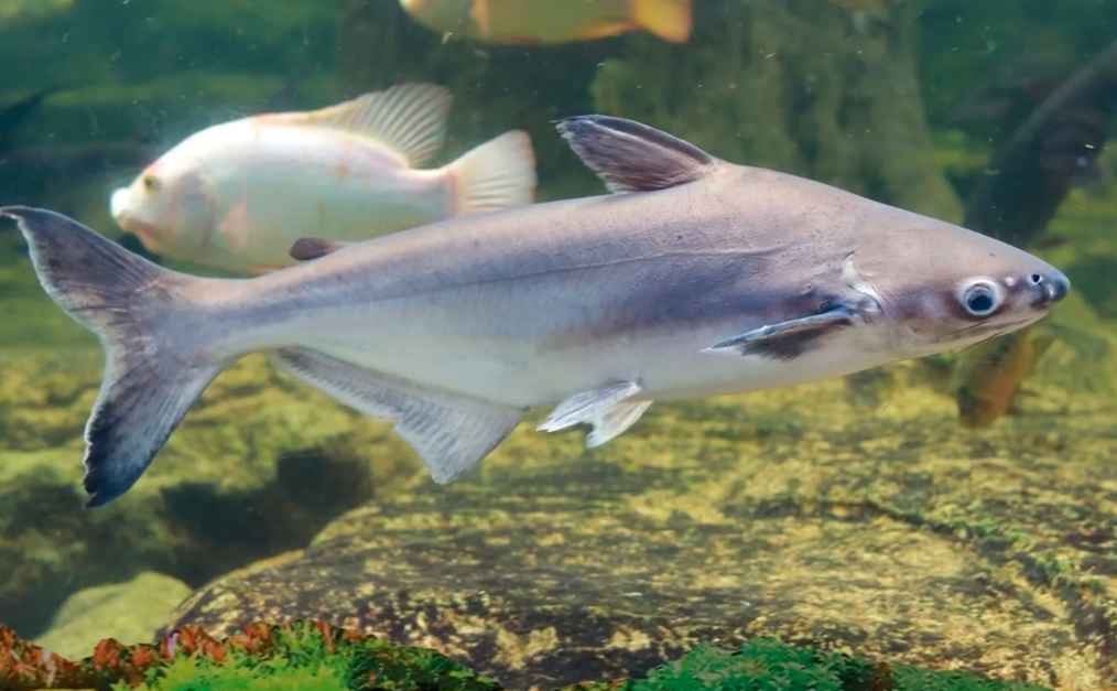 Iridescent Sharks are peaceful pets