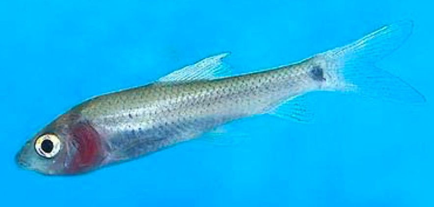 Violet Blushing Shark has a reddish-pink coloring on its gill plate hence its common name