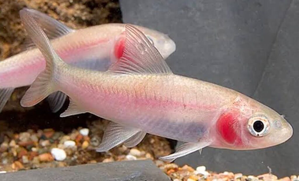 A pair of Violet Blushing Sharks shoaling together