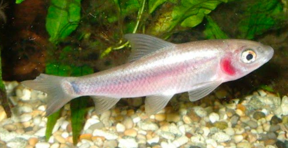 An adult Labeo boga with pinkish-red blush-highlighted scales swims over a rocky substrate