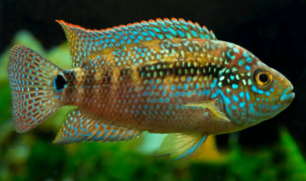 Jack Dempsey species is dangerous to Violet Blushing Shark because of the difference in size and temperament