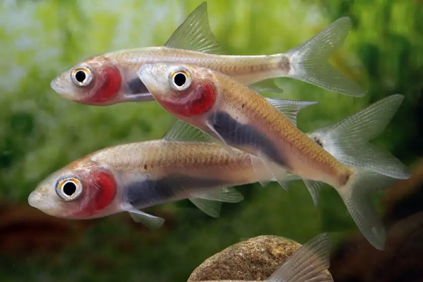 Labeo boga in a small groups