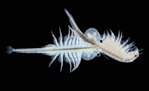 Closeup of Two Brime Shrimp swimming around on a black background.