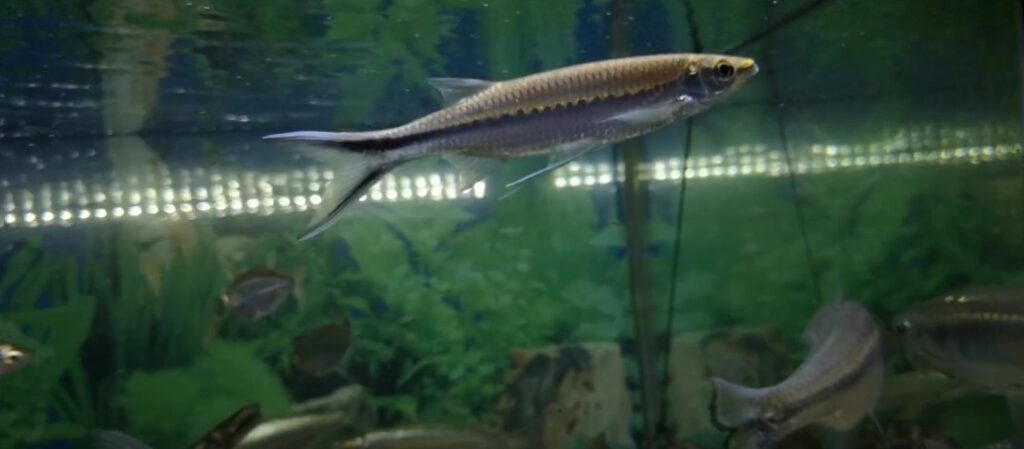 A horizontal black line runs through its metallic silver body from nose to tail