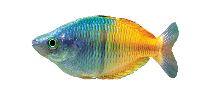 A rainbow fish with its colorful scales.