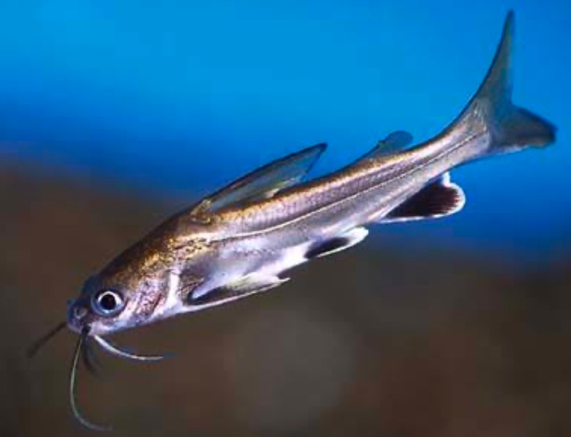 Columbian Shark closeup diving into its tank's depths.