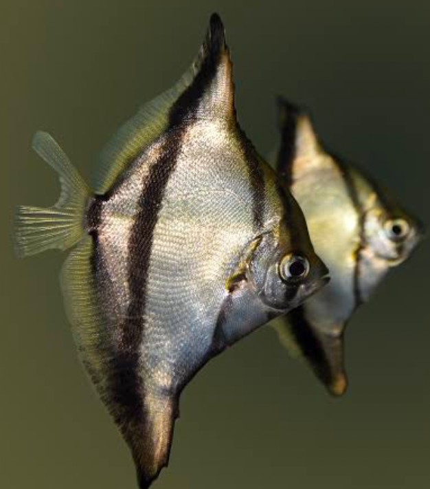 Two Mono fish species with silver scales and black vertical stripes