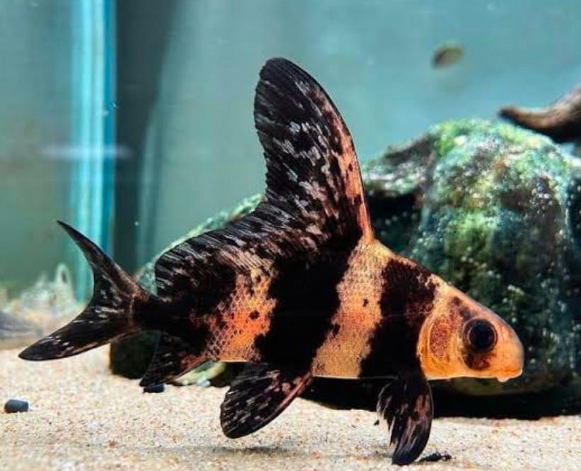 A Juvenile Chinese High-Fin Banded Shark swims in its aquascaped tank