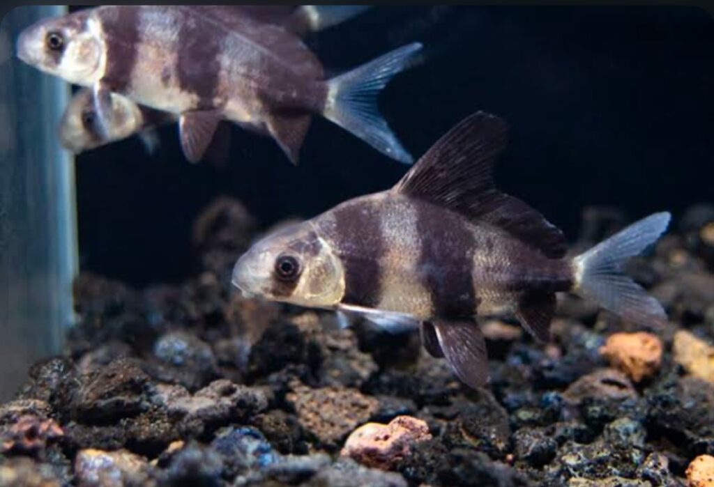 Two juvenile High-Fin Sharks swim close to a black rocky substrate