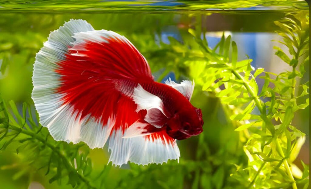 A Rosetail Betta fish swims in an aquarium with live plant decor