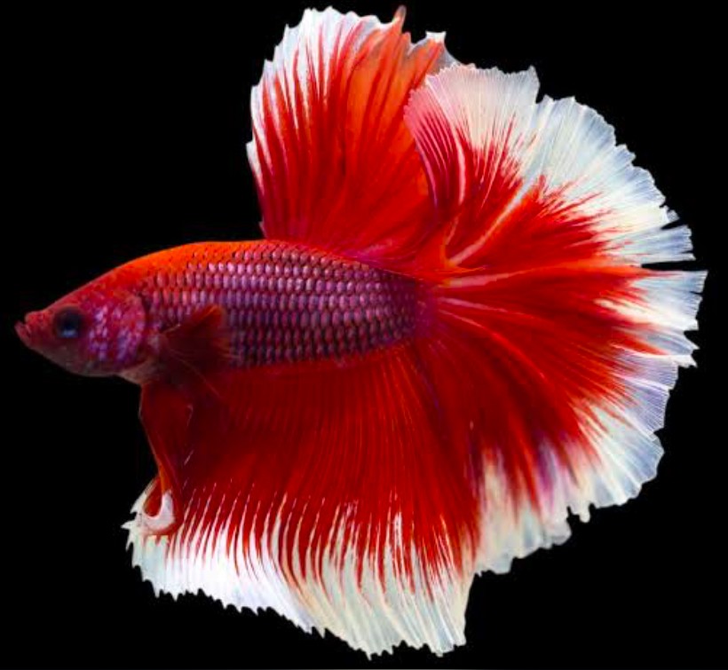 A Rosetail Betta in motion