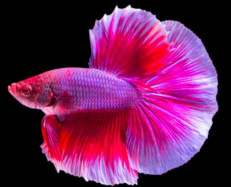 A pink and purple Halfmoon Betta with a perfect 180-degree fin spread