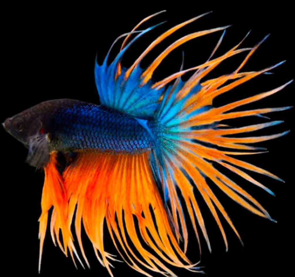 A black, blue, and orange Crowntail Betta with spiked tail fins