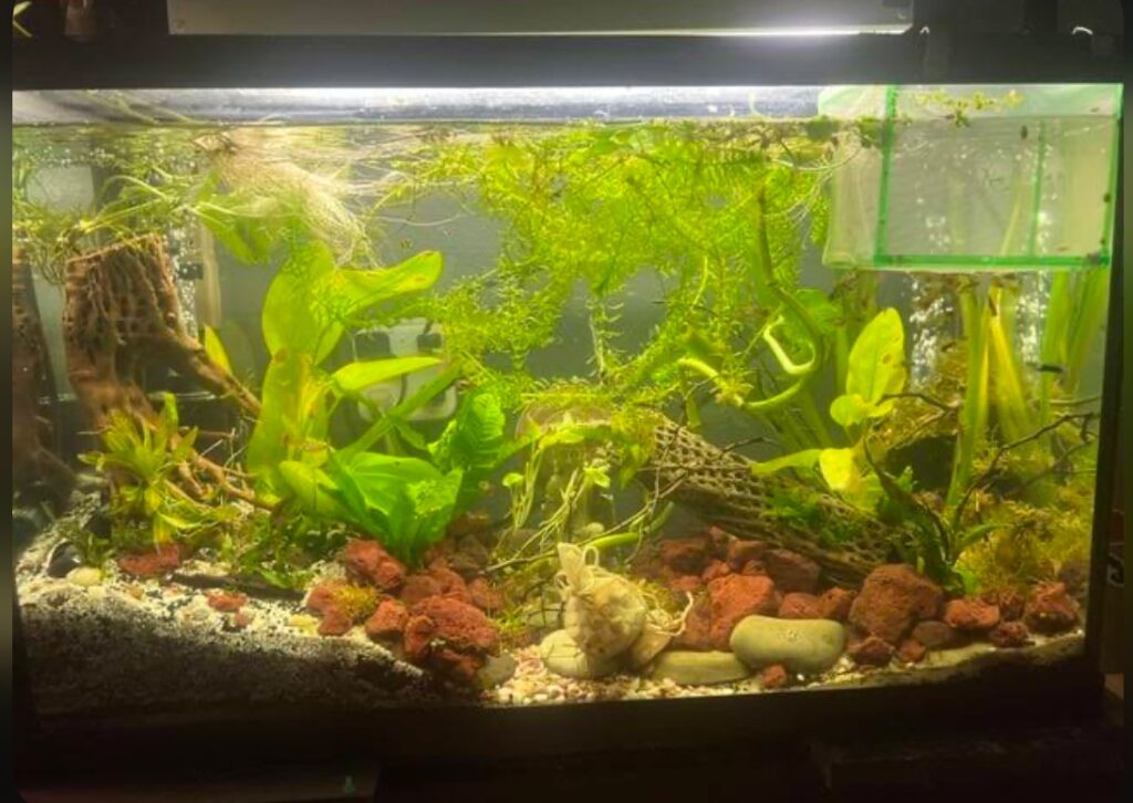 A planted betta tank.