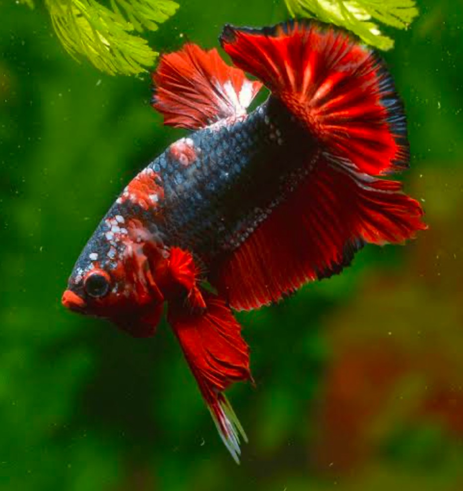 A red and blue plakat in a planted tank.