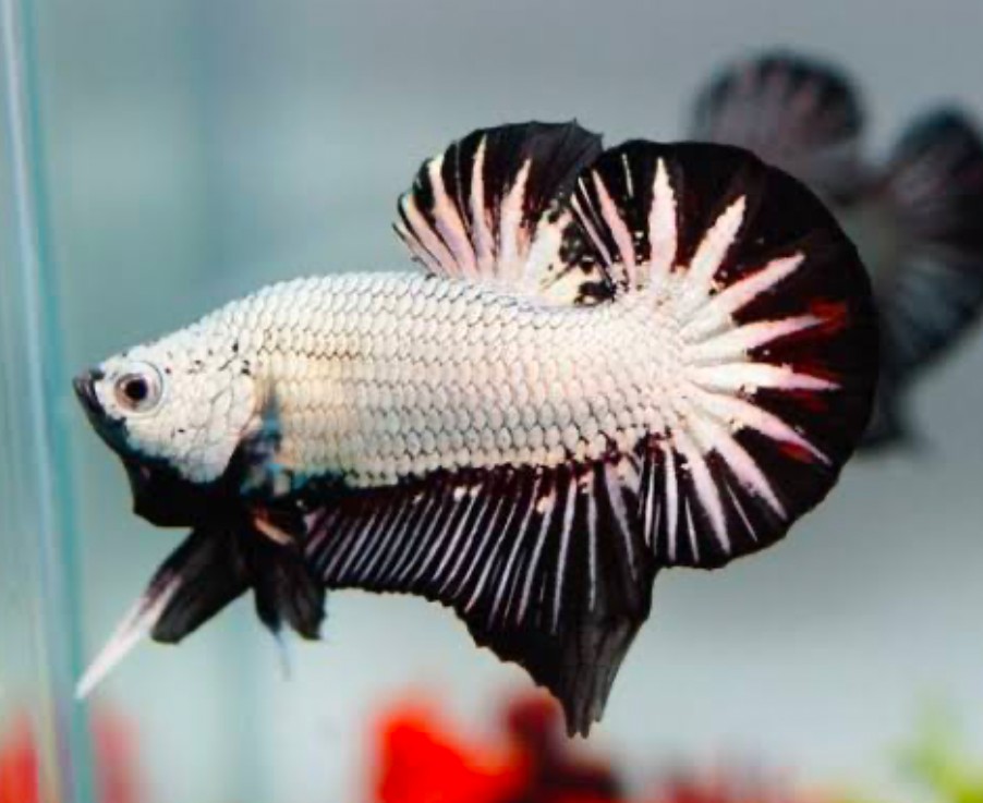A beautiful white and black Plakat Betta!