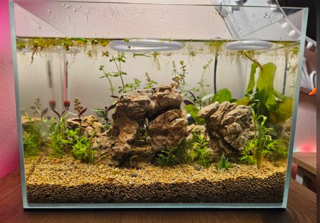 A well aquascaped betta fish tank.