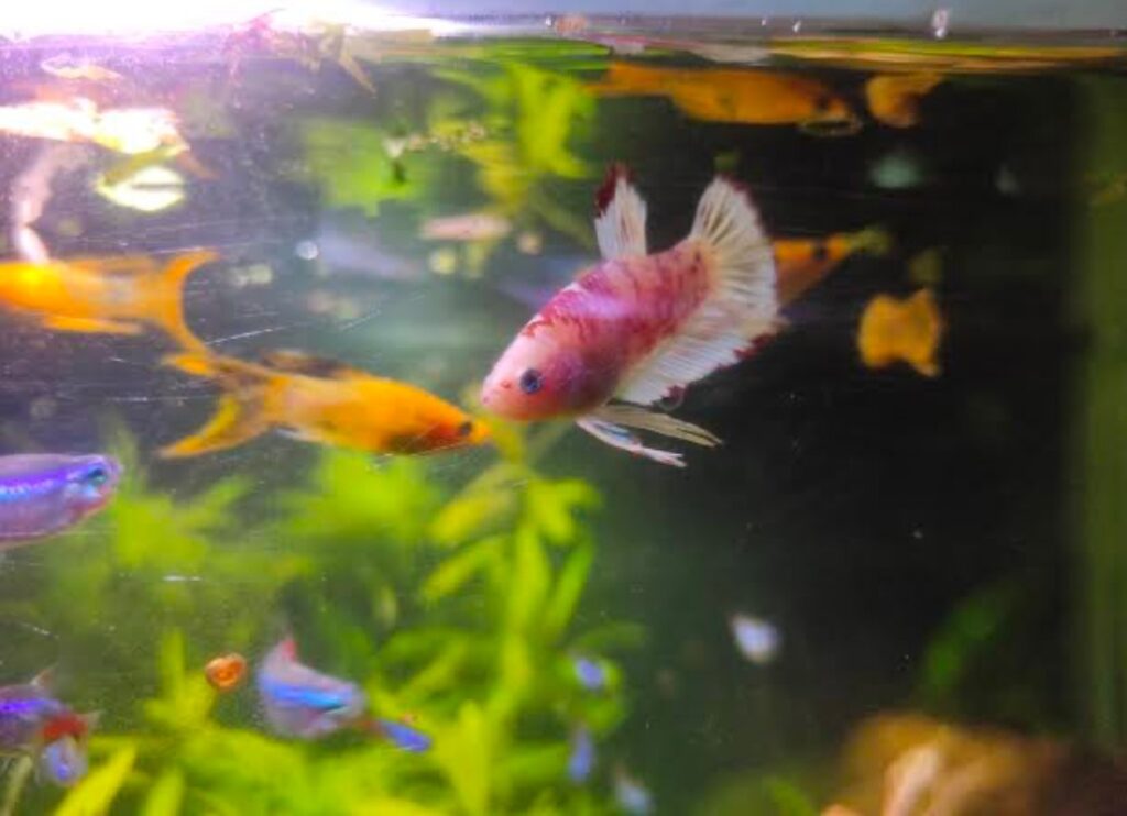 Betta swimming Auth tankmates. 