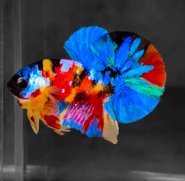 A multi-patterned Plakat Betta Fish with splotches of blue, red, black, and orange scales.