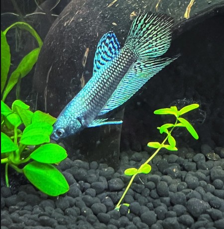 Alien Betta in its well aquascaped tank.