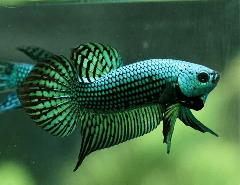 Happy and healthy Betta Fish ready to reproduce