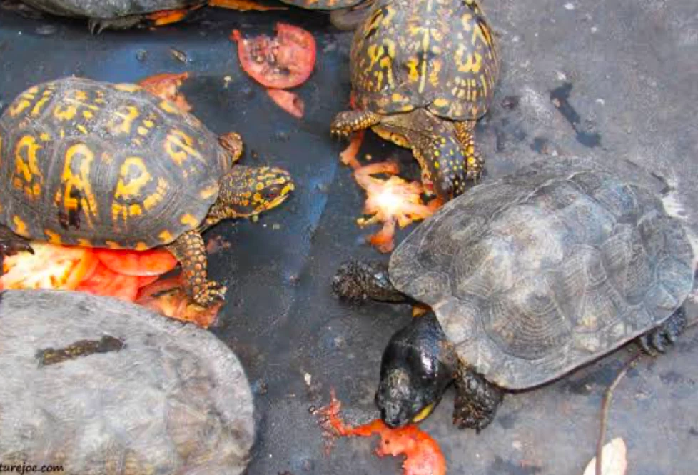 Wood Turtles (and others) feeding on sliced tomatoes 