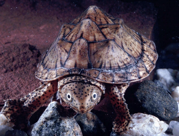Loggerhead Musk turtles are a shy species who need plenty of hiding spots 