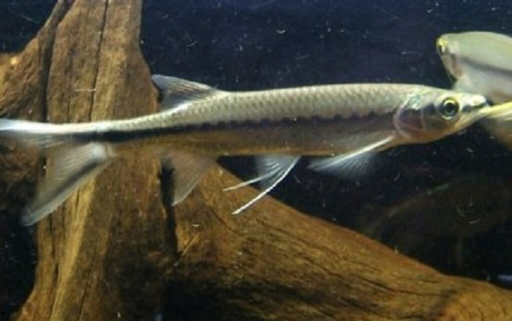 A Silver Apollo Shark swimming through driftwood in its tank