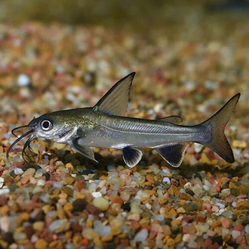 A Happy and Healthy Columbian Shark swimming along the tank's floor