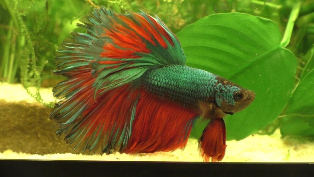 Rosetail Betta hunting down some mosquito larvae in a tank