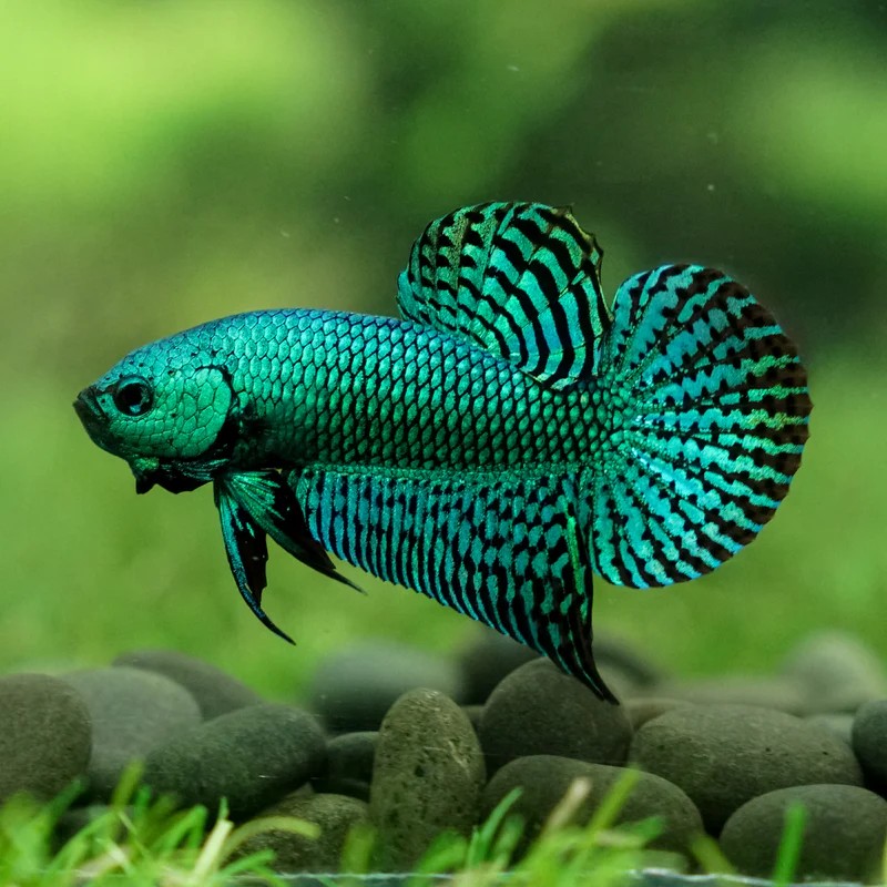 Green Alien Betta Fish.