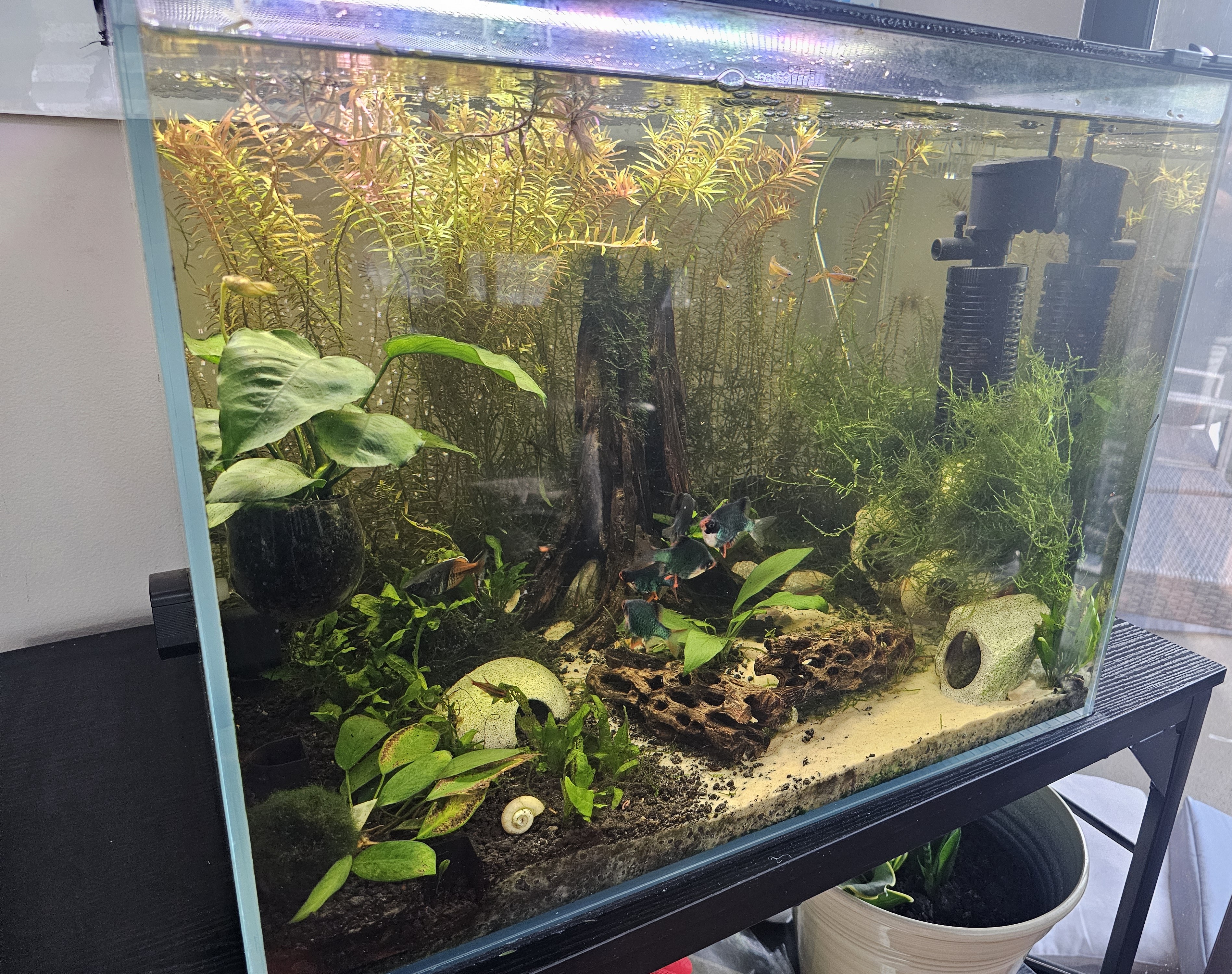 My Tank 6 months later right before a cleaning filled with aquatic plants, pets, and decor, here's the journey
