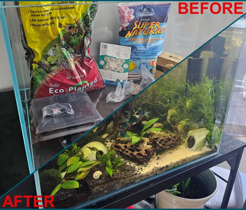 Before and After of my 32-gallon freshwater tank ecosystem I decorated with live plants