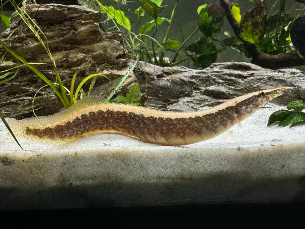 The half-banded spiny eel (right)