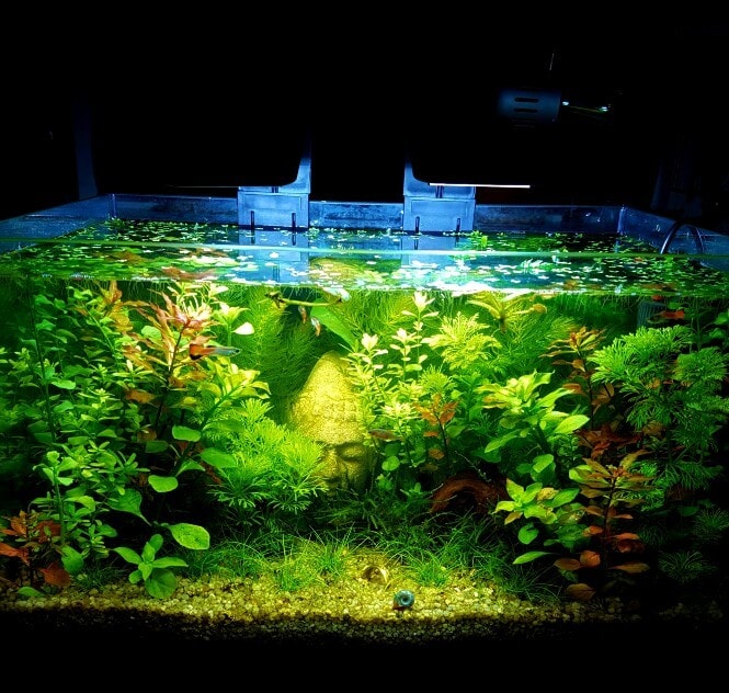 A planted 5-gallon aquarium setup