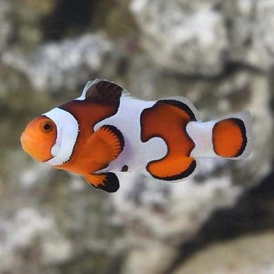 Gladiator Clownfish