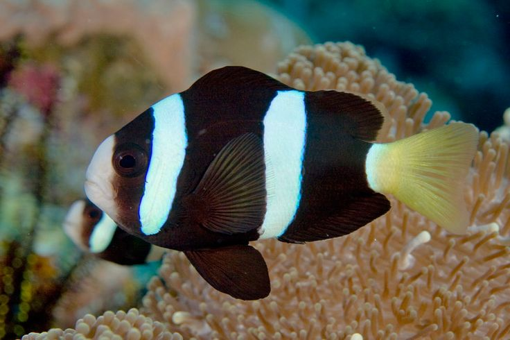 Amphiprion clarkii