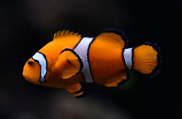 Misbar Clownfish