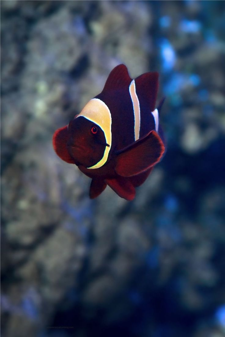 Gold Stripe Maroon Clownfish