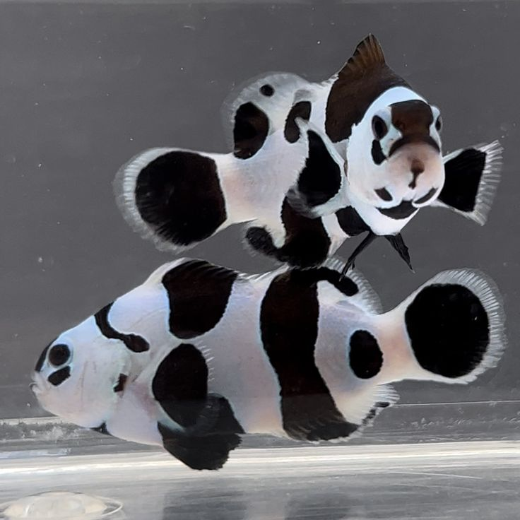 Phantom Clownfish